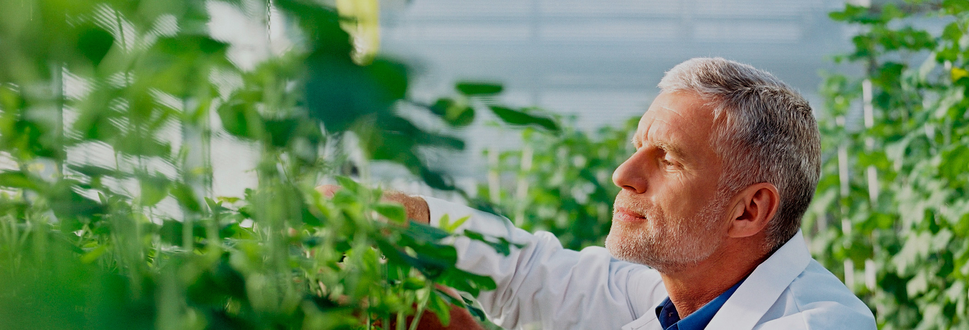 más y mejores alimentos